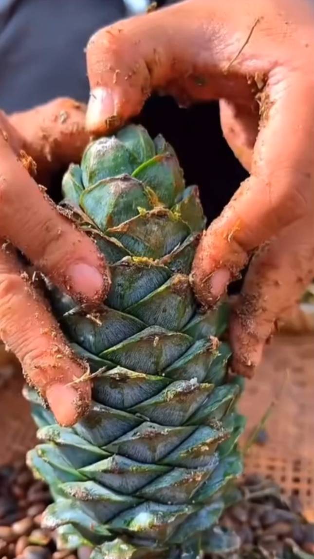🌲КОРЕЙСКИЙ КЕДР (Маньчжурский кедр)!