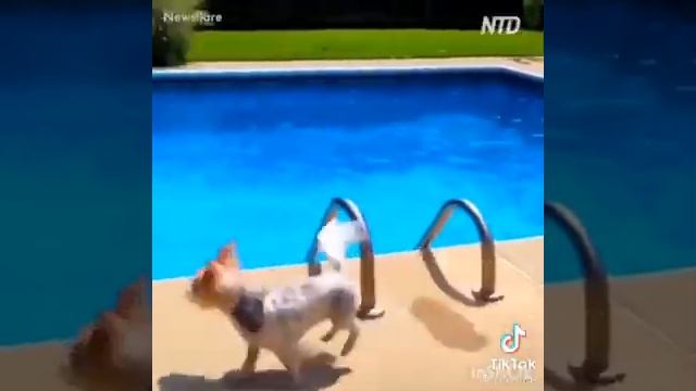 Подборка приколов с животными #28 - смех без конца!