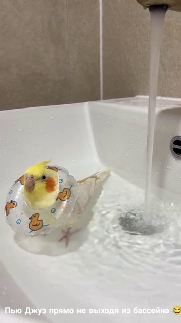 Юмор