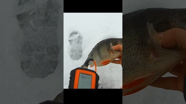 БАЛАНСИР В ШАХТЕ #fishingholidays #рыбалка #первыйлед