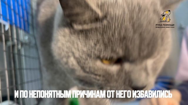Представляем вам Джейда. Поддержать⬇️
