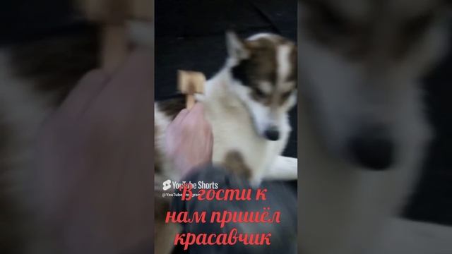 В гости к нам пришёл красавчик.