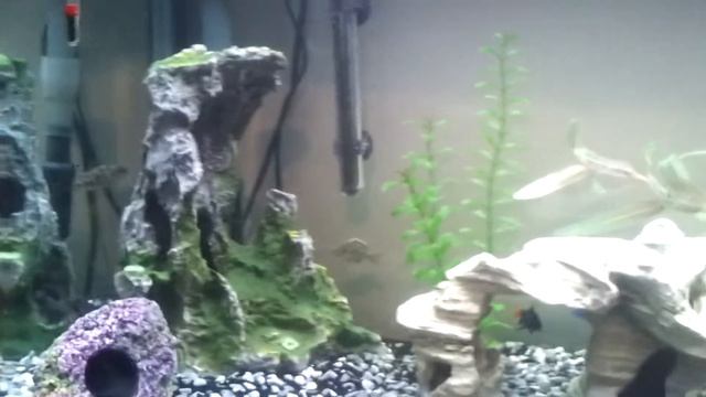 My African Cichlid Fish tank from New Zealand!