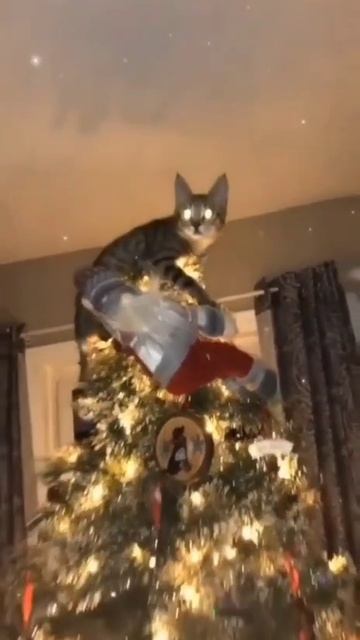 Кото- бригада