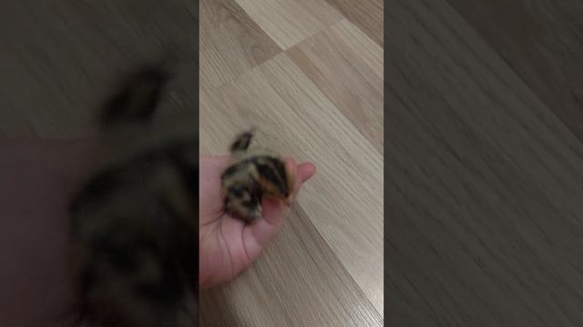 У меня появились новые перепёлки.🐤🐥🐣Первый день.