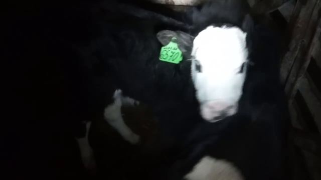 №4  Сказано-сделано: Едем за голштином в племрепродуктор ООО "КФХ Русское поле"