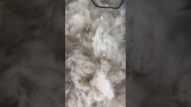5,5 часов груминга маламут Майя перенесла успешно 🐾 #grooming #грумингсобак #маламут