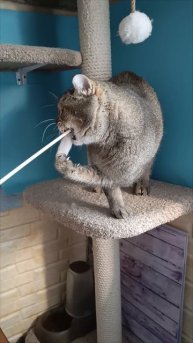 Кристиан шикарный шотландец