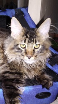 Мастер но не замес