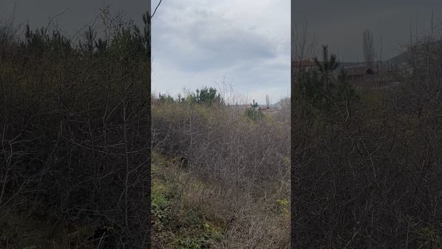 Видовой участок 8,6 сот на границе с сосновым лесом