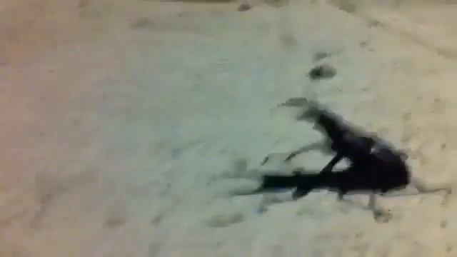 Жучок с рогами)