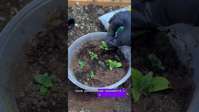 Как 100% размножить гортензию