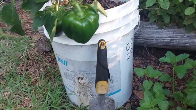 First Fruit on my Overwintered  Bell Pepper Plant