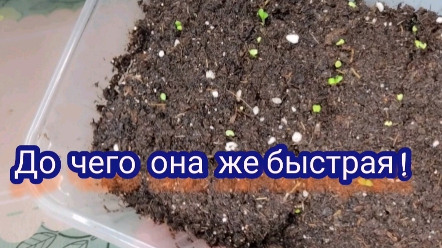 Гацания всходит на вторые сутки. Люблю таких быстрых