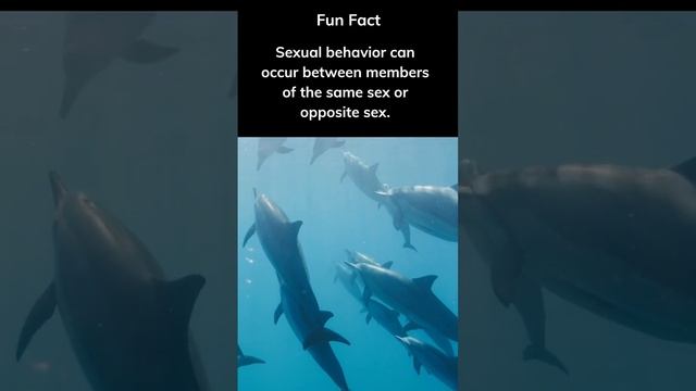 Did you know? Let me know in the comments. #factshorts  #dolphin