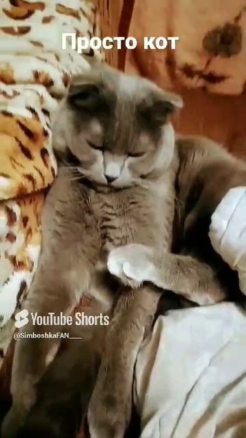 //(YT: 19 марта, 2023 г.) просто котик