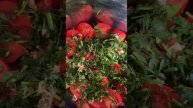 Помідори за 48 годин. Мама Жанна готує смакоту.