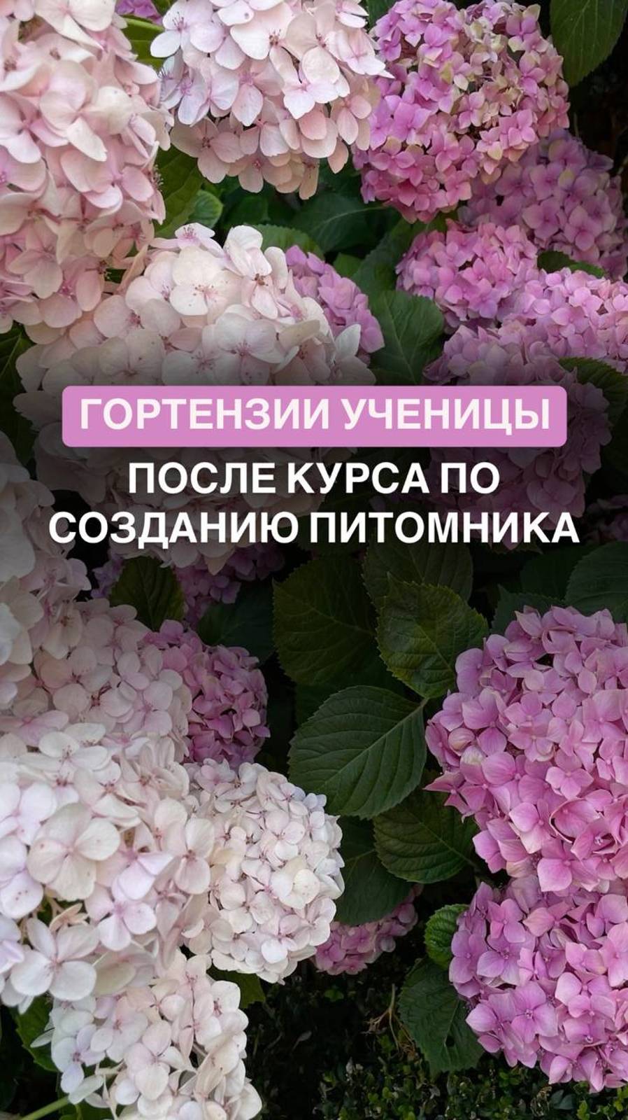 Гортензии ученицы после курса по созданию питомника #питомник

#питомникрастений #семейныйбизнес