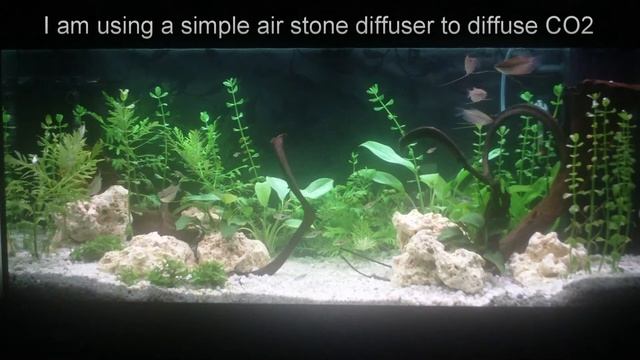 180 liters Tropical Freshwater Tank - Week 2 (new fishes)