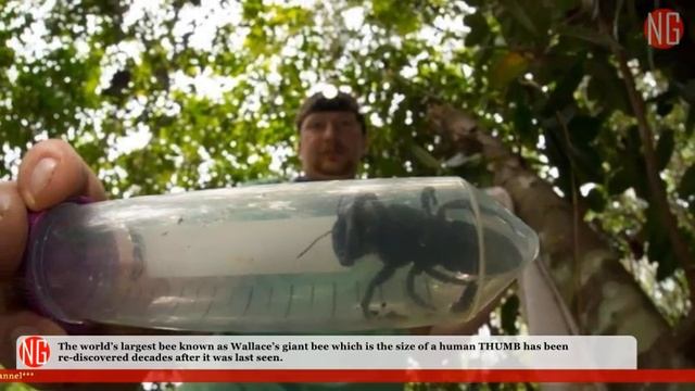 World's LARGEST BEE Re-discovered in INDONESIA