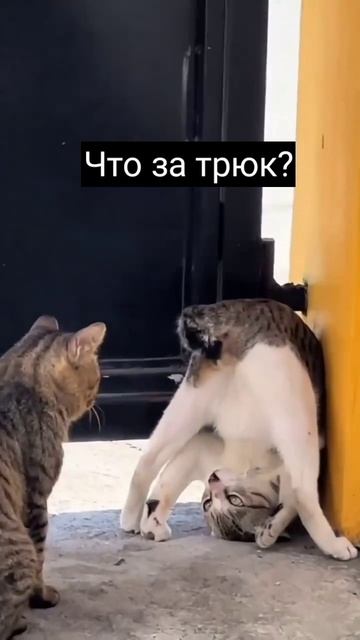 Что за трюк?