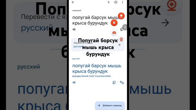попугай барсук мышь крыса бурундук #подпишись #х_о_ч_у_в_р_е_к_и