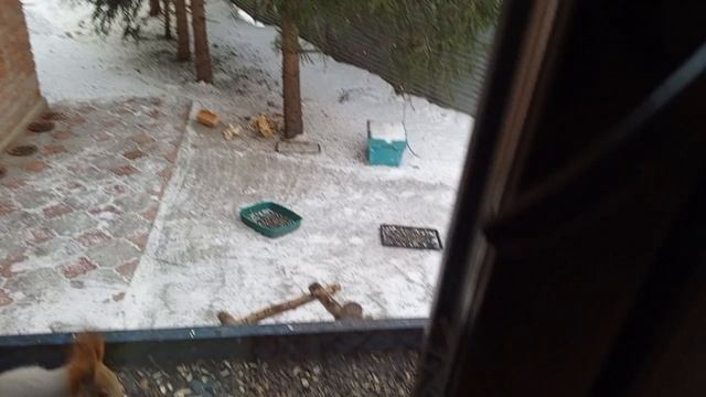 Видеоблагодарность Константину Германовичу за помощь диким животным
