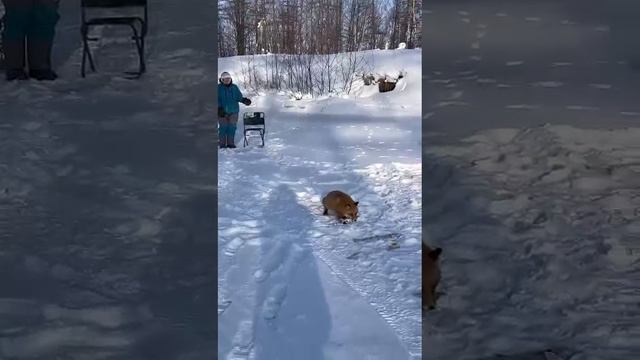 Сахалинцы поделились кадрами лисьей рыбалки, часть 1