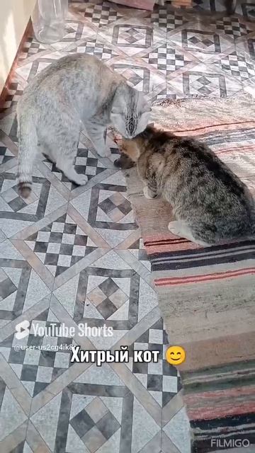 Утро началось (милашка принесла добычу,а кот отнял)