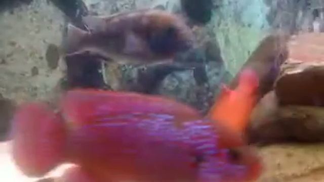 Hemichromis lifalili