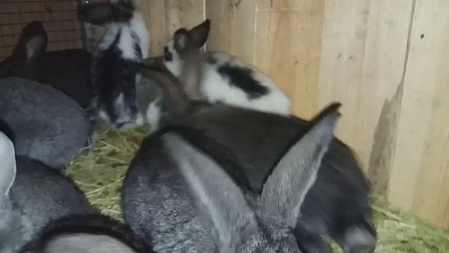 ПРОДАМ КРОЛИКОВ //