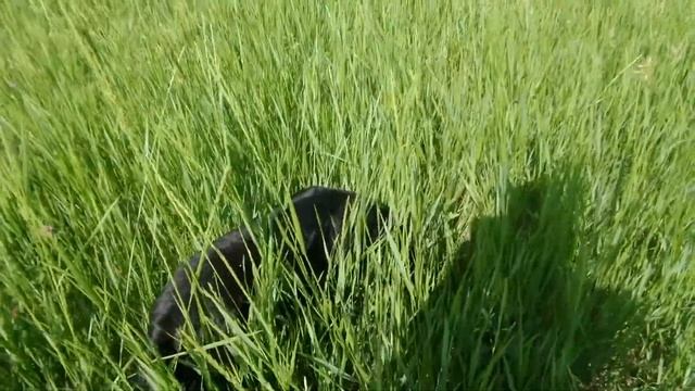 F Собака Мотик в высокой траве Dog in the tall grass Perro en la hierba alta 高草叢中的狗 20210617