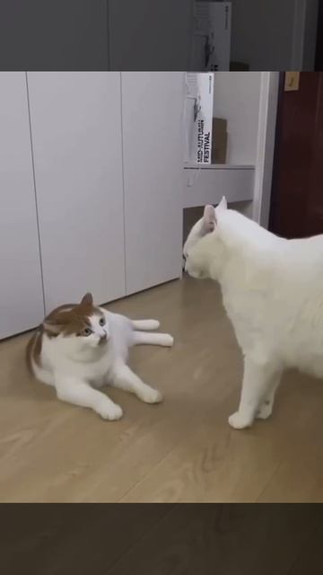 1000071948.mp4