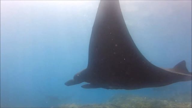 Manta galore