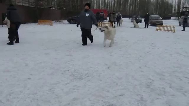 кобели промежуточный класс