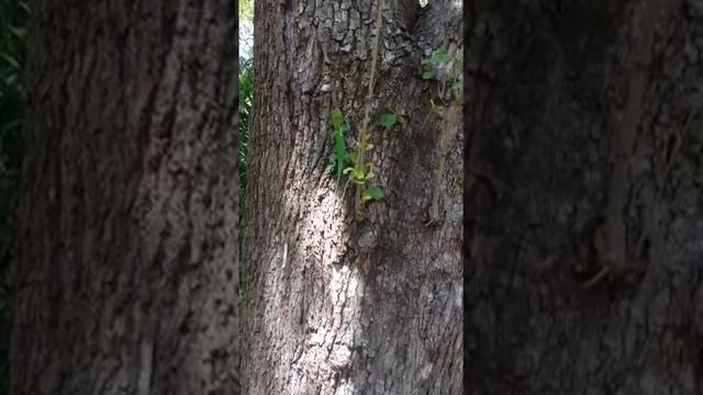 Adult Cuban knight anole (Anolis equestris) in Miami FL