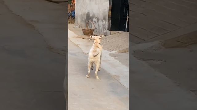 1000071927.mp4