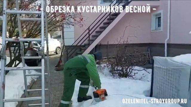 Обрезка кустарников весной. Видео урок.