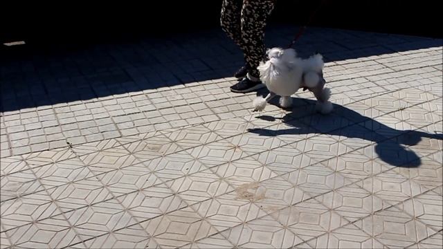 Хола Хеппи Бой
