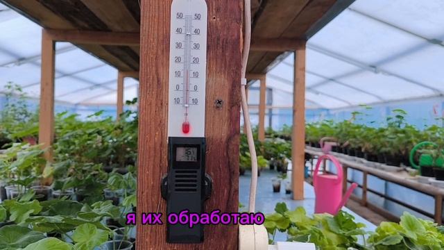 Болезни пеларгонии. Профилактика