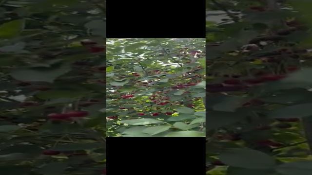 Пеля-Хованская.mp4