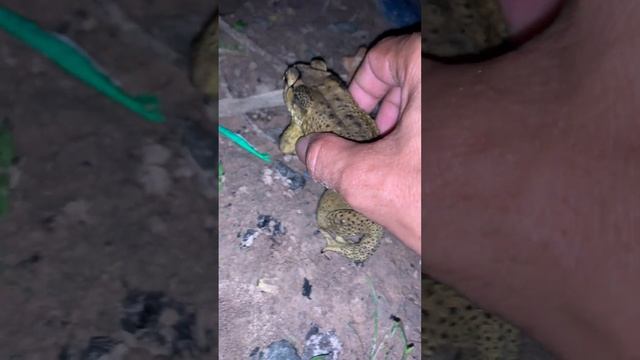 Toad frog daily life #shorts #virallife #rainfrog #animal #wildlife #viral #life #dailyvlog #wild