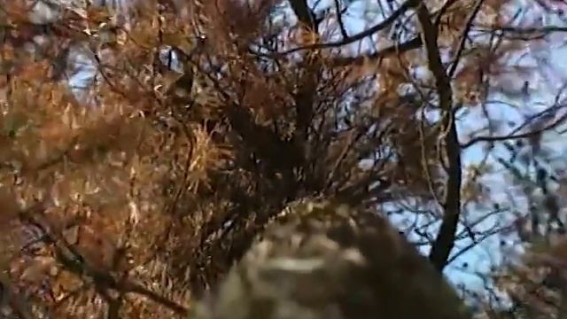 Mountain pine beetle and fire in our forests