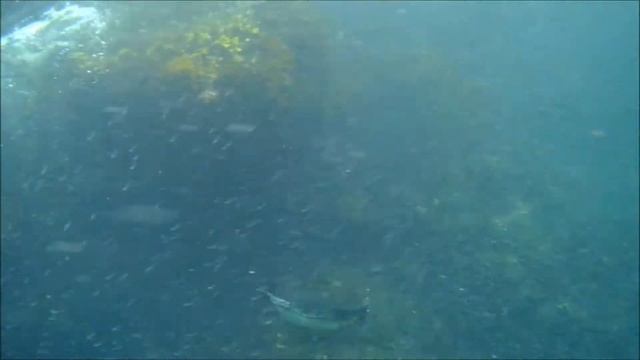 Galapagos Penguins