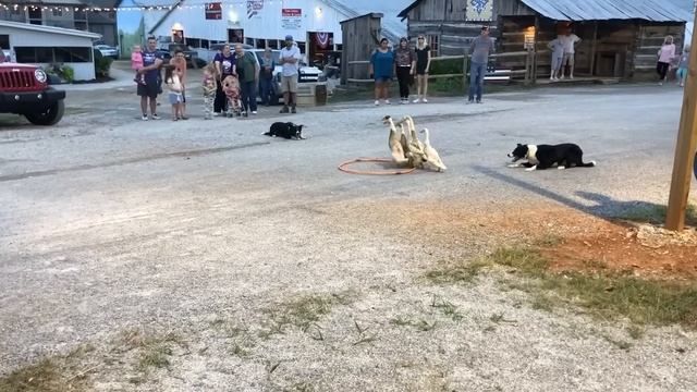 Dogs Herding Ducks ｜｜ ViralHog