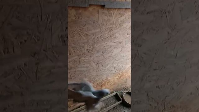 бой голубей в голубятне