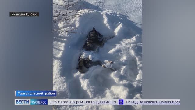 ДТП с автобусом и уголовное дело по факту массового убийства собак: сводка происшествий по Кузбассу