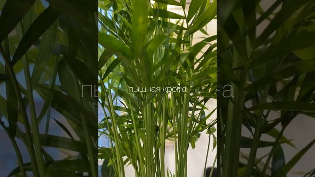 Хамедорея Элеганс