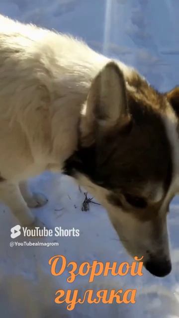 Озорной гуляка.