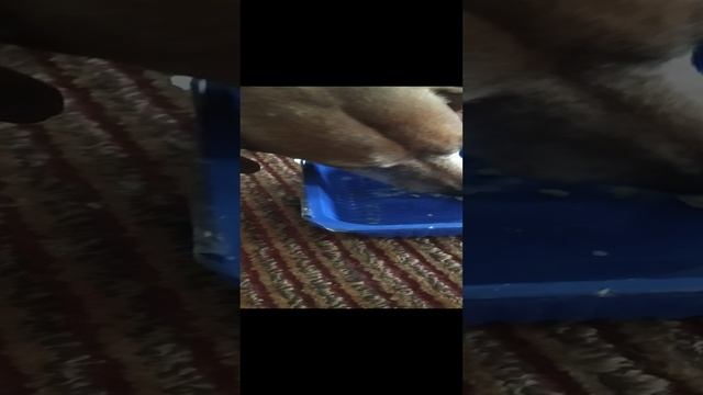 Любимка кушает. Поедатель желтков:) Мой любимый пес:)